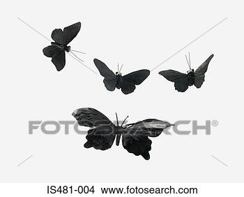 Banco de Imagem - borboleta,  moth. 
fotosearch - busca 
de fotos, imagens 
e clipart