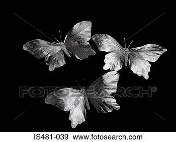 Stock Photograph - butterflies. fotosearch 
- search stock 
photos, pictures, 
images, and photo 
clipart