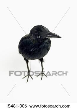 Stock Image - a crow. fotosearch 
- search stock 
photos, pictures, 
images, and photo 
clipart