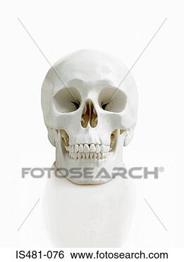 Stock Photo - human skull. fotosearch 
- search stock 
photos, pictures, 
images, and photo 
clipart