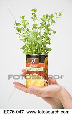 Picture - person holding 
a plant. fotosearch 
- search stock 
photos, pictures, 
images, and photo 
clipart