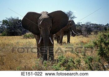 Banco de Imagem - africano,  elefantes. 
fotosearch - busca 
de fotos, imagens 
e clipart