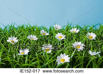 Picture - daisies. fotosearch 
- search stock 
photos, pictures, 
images, and photo 
clipart