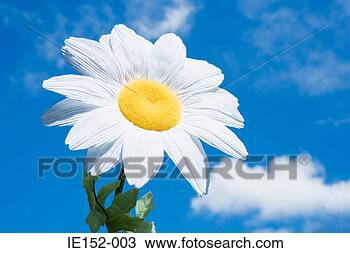 Stock Photo - a daisy. fotosearch 
- search stock 
photos, pictures, 
images, and photo 
clipart