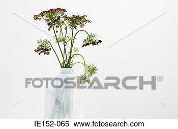 Stock Image - flowers in a milk 
bottle. fotosearch 
- search stock 
photos, pictures, 
images, and photo 
clipart