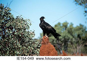 Stock Photograph - eagle on a termite 
hill. fotosearch 
- search stock 
photos, pictures, 
images, and photo 
clipart