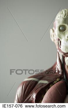 Stock Photo - anatomical model. 
fotosearch - search 
stock photos, 
pictures, images, 
and photo clipart