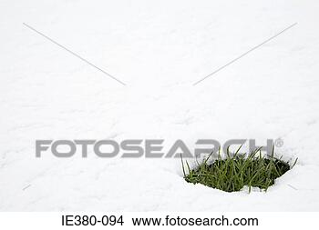 Stock Photo - patch of grass 
in thawing snow. 
fotosearch - search 
stock photos, 
pictures, images, 
and photo clipart