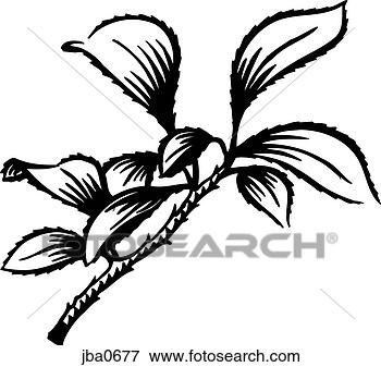 Stock Illustration - stem and leaves 
b&w. fotosearch 
- search clipart, 
illustration, 
drawings and vector 
eps graphics images