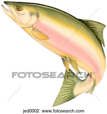 Clip Art - salmon. fotosearch 
- search clipart, 
illustration, 
drawings and vector 
eps graphics images