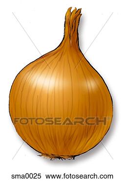 Stock Illustration - onion. fotosearch 
- search clipart, 
illustration, 
drawings and vector 
eps graphics images