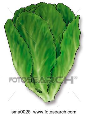 Stock Illustration - romaine lettuce. 
fotosearch - search 
clipart, illustration, 
drawings and vector 
eps graphics images