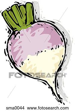Stock Illustration - turnip. fotosearch 
- search clipart, 
illustration, 
drawings and vector 
eps graphics images