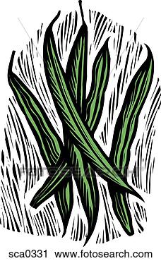 Clipart - green beans. fotosearch 
- search clipart, 
illustration, 
drawings and vector 
eps graphics images