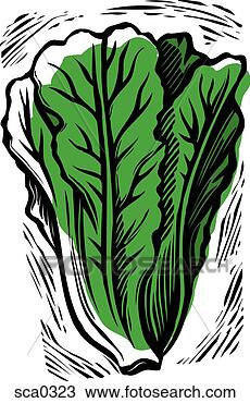 Drawing - lettuce. fotosearch 
- search clipart, 
illustration, 
drawings and vector 
eps graphics images
