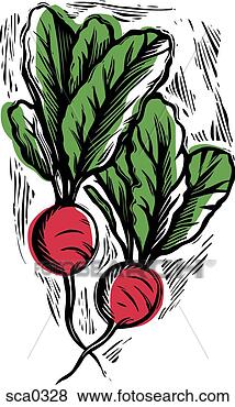 Stock Illustration - radishes. fotosearch 
- search clipart, 
illustration, 
drawings and vector 
eps graphics images