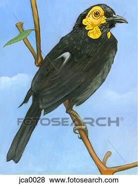 Clip Art - an illustration 
of a honeyeater. 
fotosearch - search 
clipart, illustration, 
drawings and vector 
eps graphics images