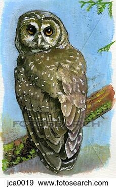 Clip Art - an illustration 
of a northern 
spotted owl. fotosearch 
- search clipart, 
illustration, 
drawings and vector 
eps graphics images