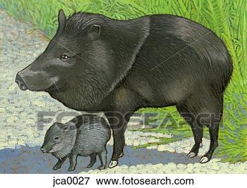 Clip Art - ilustração,  collard, 
 peccary. fotosearch 
- busca de ilustrações 
clipeart e desenhos