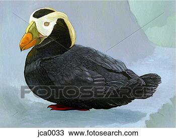Clipart - ilustração,  tufted, 
 puffin. fotosearch 
- busca de ilustrações 
clipeart e desenhos
