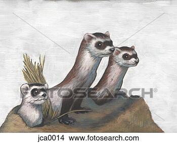Clipart - quadro,  três, 
 blackfoot,  ferrets. 
fotosearch - busca 
de ilustrações 
clipeart e desenhos