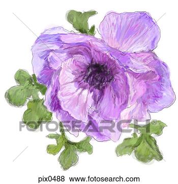 Stock Illustration - illustration of 
a purple poppy 
flower. fotosearch 
- search clipart, 
illustration, 
drawings and vector 
eps graphics images