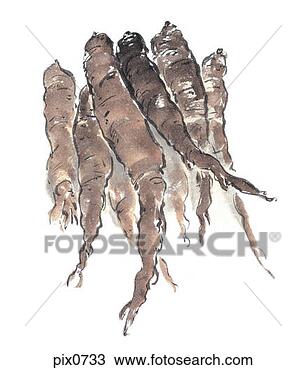 cassava root manner