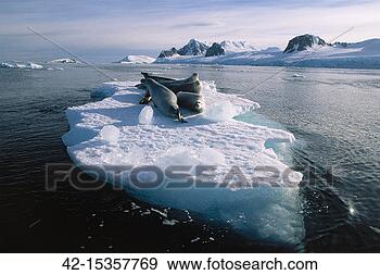 Stock Photograph - crabeater seals 
on ice floe, antarctic. 
fotosearch - search 
stock photos, 
pictures, images, 
and photo clipart