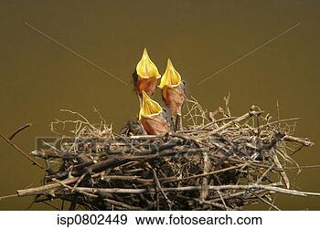 Stock Photograph - baby birds in 
the nest. fotosearch 
- search stock 
photos, pictures, 
images, and photo 
clipart