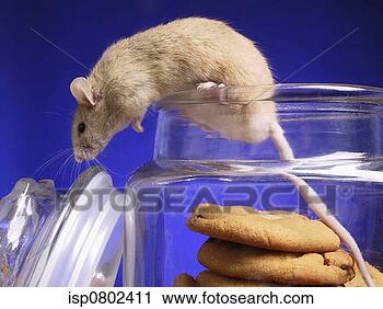 Stock Photography - a white mouse 
inside a cookie 
jar. fotosearch 
- search stock 
photos, pictures, 
images, and photo 
clipart
