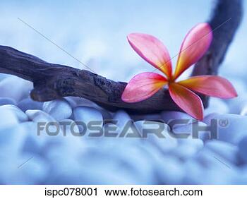 Arquivo de Fotografia - flor,  seixos. 
fotosearch - busca 
de fotos, imagens 
e clipart