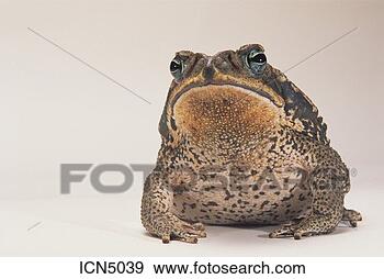 Stock Photograph - male cane toad 
(bufo marinus) 
common to usa. 
fotosearch - search 
stock photos, 
pictures, images, 
and photo clipart