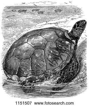 Picture - green turtle (chelone 
mydas). fotosearch 
- search stock 
photos, pictures, 
images, and photo 
clipart