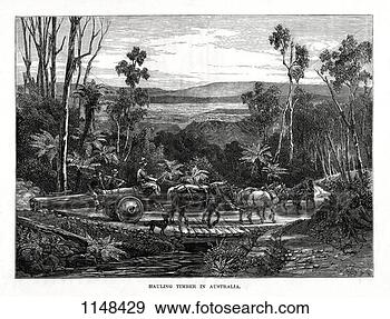 Stock Photograph - hauling timber, 
australia, 1877. 
fotosearch - search 
stock photos, 
pictures, images, 
and photo clipart
