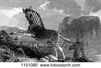 Stock Photography - a quagga, 1815. 
fotosearch - search 
stock photos, 
pictures, images, 
and photo clipart