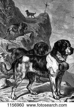 Stock Photography - st bernard mountain 
rescue dogs with 
flasks of brandy 
on their collars. 
fotosearch - search 
stock photos, 
pictures, images, 
and photo clipart