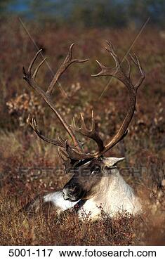 Picture - caribou (rangifer 
tarandus) denali 
national park 
alaska usa. fotosearch 
- search stock 
photos, pictures, 
images, and photo 
clipart