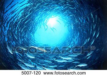 Stock Photography - chevron barracuda 
and bigeye jacks 
school (sphyraena 
qenie) (caranx. 
fotosearch - search 
stock photos, 
pictures, images, 
and photo clipart