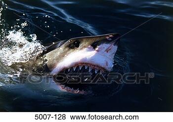 Stock Photo - great white shark 
(carcharodon carcharias) 
neptune islands 
south. fotosearch 
- search stock 
photos, pictures, 
images, and photo 
clipart