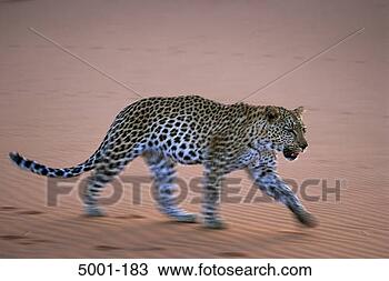 Stock Photo - leopard in sand 
 (panthera pardus) 
namibia. fotosearch 
- search stock 
photos, pictures, 
images, and photo 
clipart