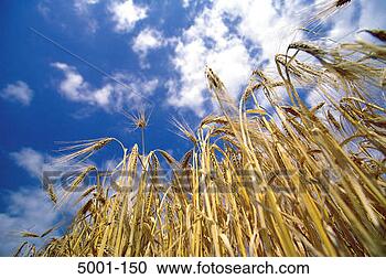 Stock Photography - low angle view 
of ripe barley 
in field. fotosearch 
- search stock 
photos, pictures, 
images, and photo 
clipart