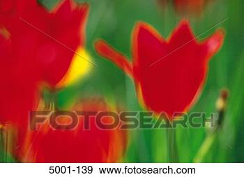Stock Photograph - out of focus view 
of red tulips. 
fotosearch - search 
stock photos, 
pictures, images, 
and photo clipart