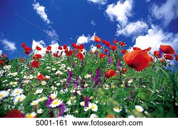 Stock Photography - poppies and daisies 
in meadow. fotosearch 
- search stock 
photos, pictures, 
images, and photo 
clipart