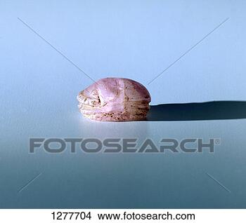 Hazır Fotoğraf - bokböceği,  ametist, 
 eski,  misirli, 
 13,  yüzyil, 
 bc. fotosearch 
- foto, resim, 
görüntü ve foto 
klipart ara