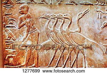 Arquivo Fotográficos - gansos,  parede, 
 alívio,  túmulo, 
 ptahhotep,  saqqara, 
 egito,  24th. 
fotosearch - busca 
de fotos, imagens 
e clipart