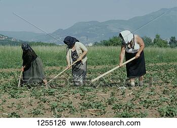 Stock Photo - women working 
in a field near 
sarajevo location: 
bosnia hercegovina. 
fotosearch - search 
stock photos, 
pictures, images, 
and photo clipart