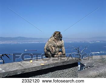 Stock Photography - ape, the rock 
of gibraltar, 
gibralter. fotosearch 
- search stock 
photos, pictures, 
images, and photo 
clipart