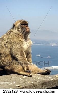 Stock Photo - ape, the rock 
of gibraltar, 
gibraltar. fotosearch 
- search stock 
photos, pictures, 
images, and photo 
clipart