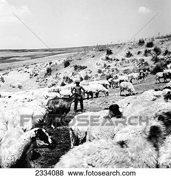 Stock Photo - young shepherd 
minding goats 
outside matera, 
basilicata, italy. 
fotosearch - search 
stock photos, 
pictures, images, 
and photo clipart