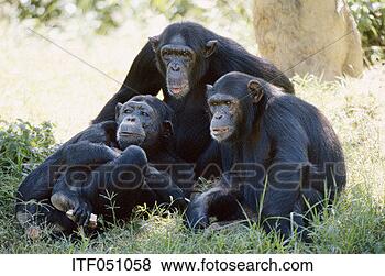 Stock Photo - family of chimpanzees 
sitting in grass. 
fotosearch - search 
stock photos, 
pictures, images, 
and photo clipart